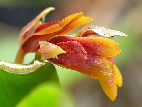 Acianthera fockei